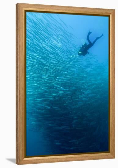 School of Chevron Barracuda-Matthew Oldfield-Framed Premier Image Canvas