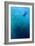 School of Chevron Barracuda-Matthew Oldfield-Framed Photographic Print