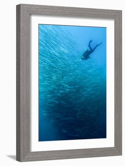 School of Chevron Barracuda-Matthew Oldfield-Framed Photographic Print