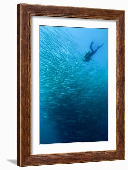 School of Chevron Barracuda-Matthew Oldfield-Framed Photographic Print