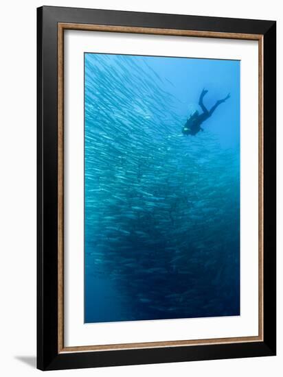 School of Chevron Barracuda-Matthew Oldfield-Framed Photographic Print