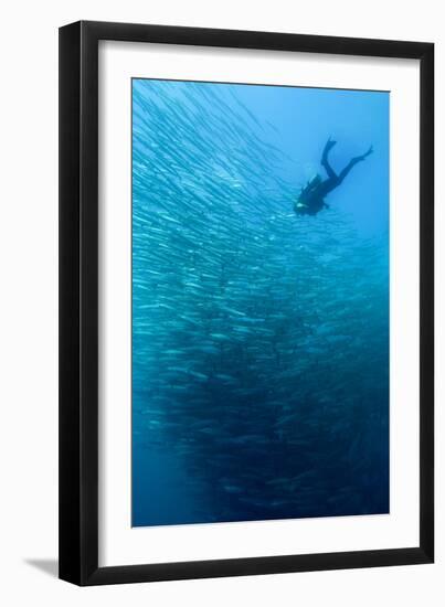 School of Chevron Barracuda-Matthew Oldfield-Framed Photographic Print