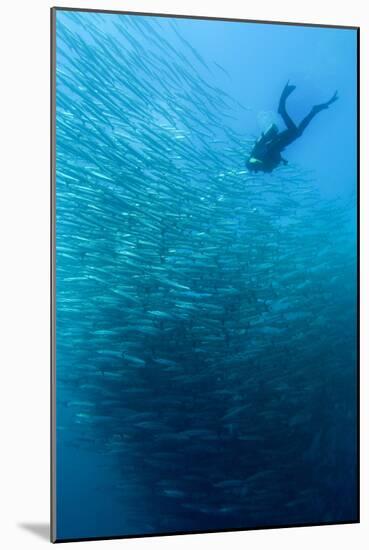 School of Chevron Barracuda-Matthew Oldfield-Mounted Photographic Print