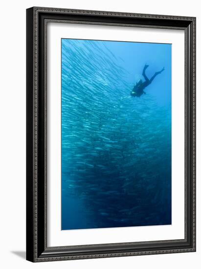 School of Chevron Barracuda-Matthew Oldfield-Framed Photographic Print