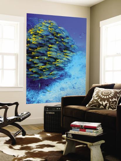 School Of Colourful Fish In Blue Waters Off Isla De Cano Wall Mural School Of Colourful Fish In Blue Waters Off Isla De Cano Wall Mural By Johnny Haglund Art