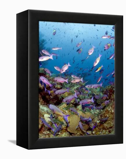 School of Creole Wrasse (Clepticus Parrae), St. Lucia, West Indies, Caribbean, Central America-Lisa Collins-Framed Premier Image Canvas