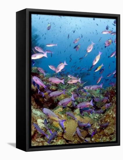 School of Creole Wrasse (Clepticus Parrae), St. Lucia, West Indies, Caribbean, Central America-Lisa Collins-Framed Premier Image Canvas