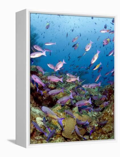 School of Creole Wrasse (Clepticus Parrae), St. Lucia, West Indies, Caribbean, Central America-Lisa Collins-Framed Premier Image Canvas