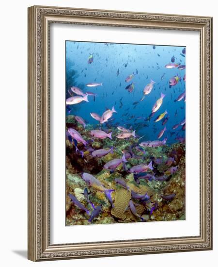 School of Creole Wrasse (Clepticus Parrae), St. Lucia, West Indies, Caribbean, Central America-Lisa Collins-Framed Photographic Print