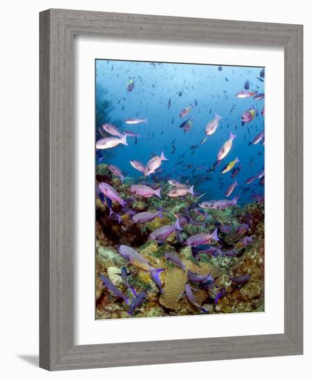 School of Creole Wrasse (Clepticus Parrae), St. Lucia, West Indies, Caribbean, Central America-Lisa Collins-Framed Photographic Print