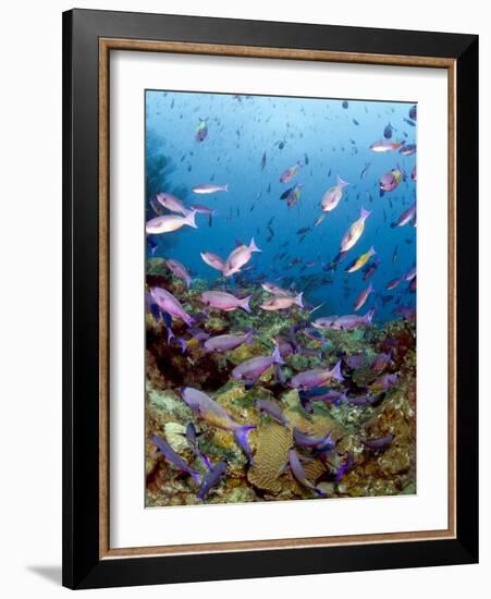 School of Creole Wrasse (Clepticus Parrae), St. Lucia, West Indies, Caribbean, Central America-Lisa Collins-Framed Photographic Print