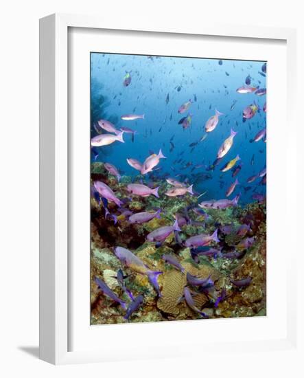 School of Creole Wrasse (Clepticus Parrae), St. Lucia, West Indies, Caribbean, Central America-Lisa Collins-Framed Photographic Print