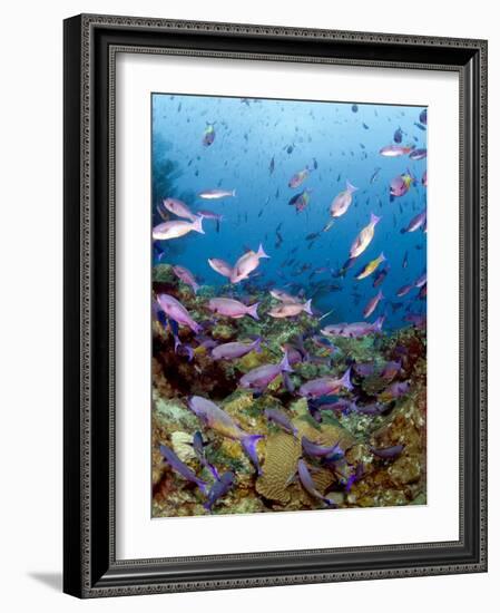 School of Creole Wrasse (Clepticus Parrae), St. Lucia, West Indies, Caribbean, Central America-Lisa Collins-Framed Photographic Print