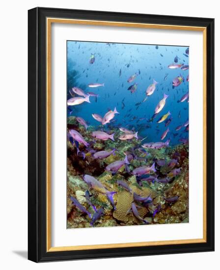 School of Creole Wrasse (Clepticus Parrae), St. Lucia, West Indies, Caribbean, Central America-Lisa Collins-Framed Photographic Print