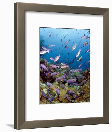 School of Creole Wrasse (Clepticus Parrae), St. Lucia, West Indies, Caribbean, Central America-Lisa Collins-Framed Photographic Print