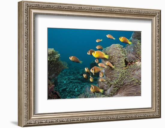 School of Endemic Maldives Anemonefish-Reinhard Dirscherl-Framed Photographic Print