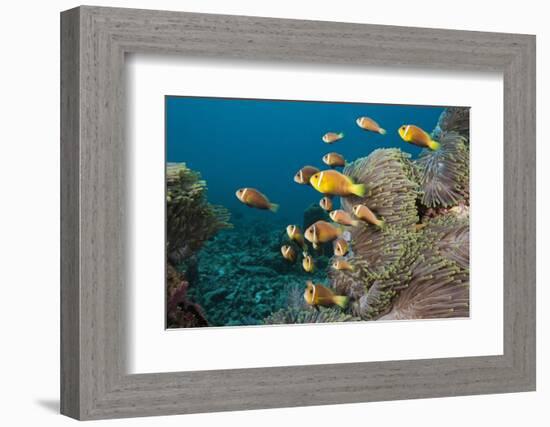 School of Endemic Maldives Anemonefish-Reinhard Dirscherl-Framed Photographic Print