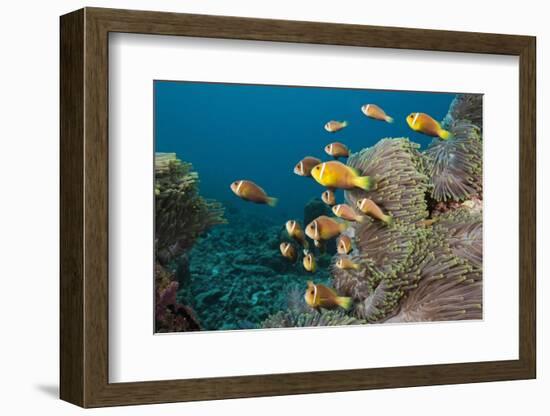 School of Endemic Maldives Anemonefish-Reinhard Dirscherl-Framed Photographic Print