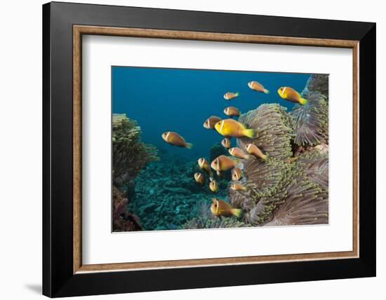 School of Endemic Maldives Anemonefish-Reinhard Dirscherl-Framed Photographic Print