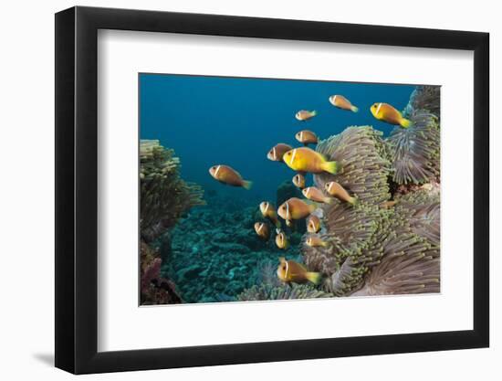 School of Endemic Maldives Anemonefish-Reinhard Dirscherl-Framed Photographic Print