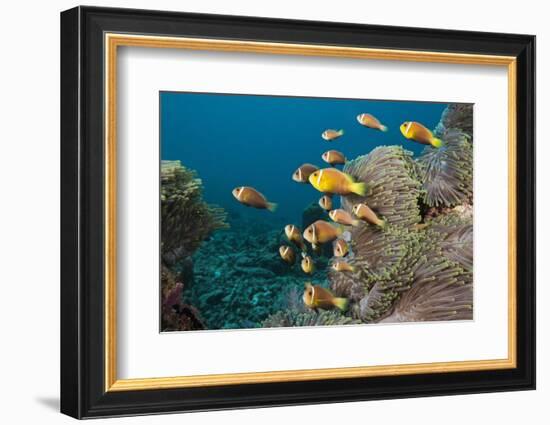 School of Endemic Maldives Anemonefish-Reinhard Dirscherl-Framed Photographic Print