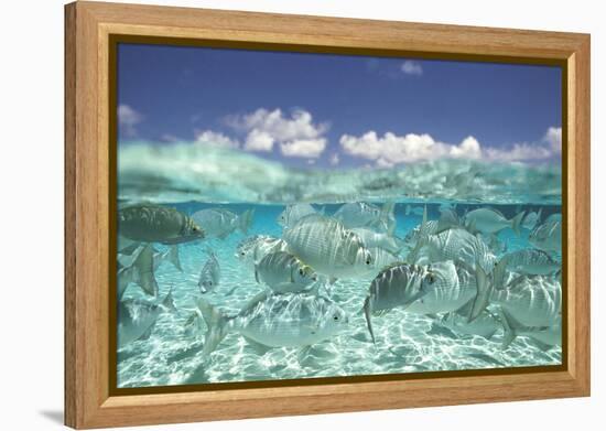 School of Fish, Submerged-null-Framed Stretched Canvas