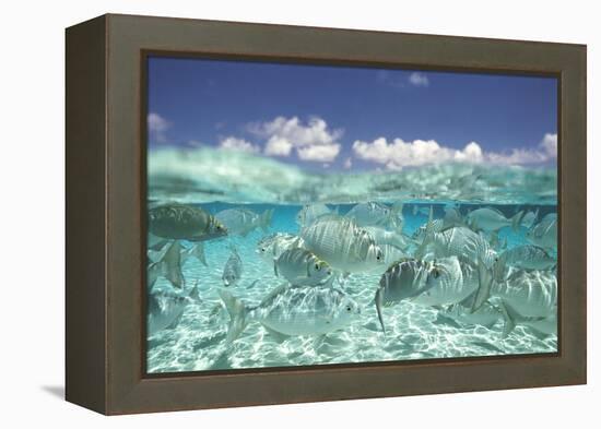 School of Fish, Submerged-null-Framed Stretched Canvas