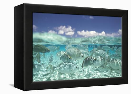 School of Fish, Submerged-null-Framed Stretched Canvas