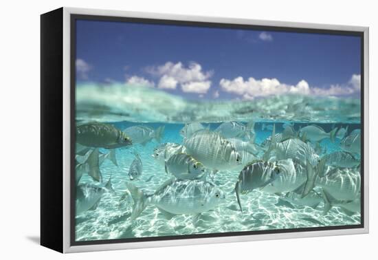 School of Fish, Submerged-null-Framed Stretched Canvas