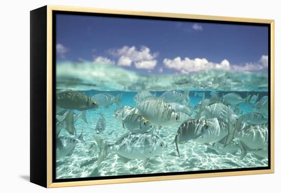 School of Fish, Submerged-null-Framed Stretched Canvas