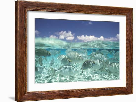 School of Fish, Submerged-null-Framed Photographic Print