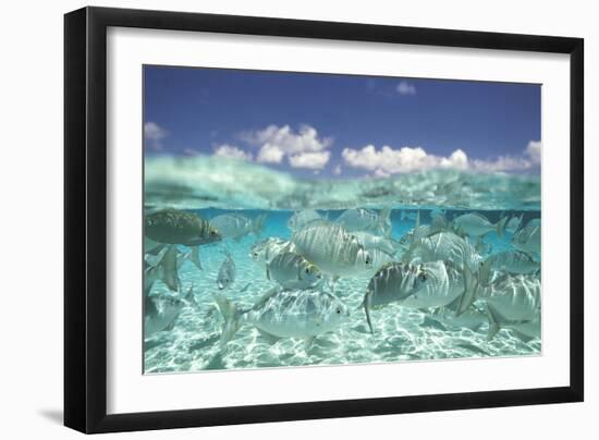 School of Fish, Submerged-null-Framed Photographic Print