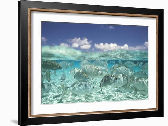 School of Fish, Submerged-null-Framed Photographic Print