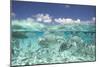 School of Fish, Submerged-null-Mounted Photographic Print