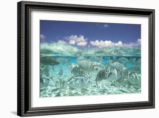 School of Fish, Submerged-null-Framed Photographic Print