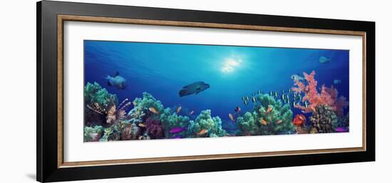 School of Fish Swimming Near a Reef, Indo-Pacific Ocean-null-Framed Photographic Print