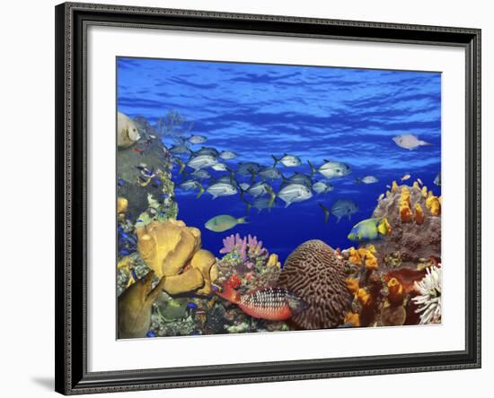 School of Fish Swimming Near a Reef-null-Framed Photographic Print