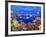 School of Fish Swimming Near a Reef-null-Framed Photographic Print