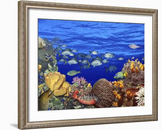 School of Fish Swimming Near a Reef-null-Framed Photographic Print