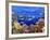 School of Fish Swimming Near a Reef-null-Framed Photographic Print