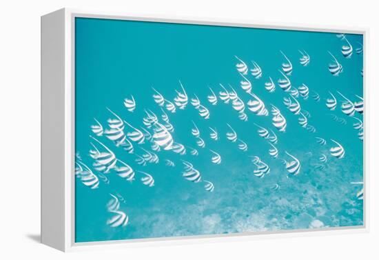 School of Fish, Undersea View-null-Framed Stretched Canvas