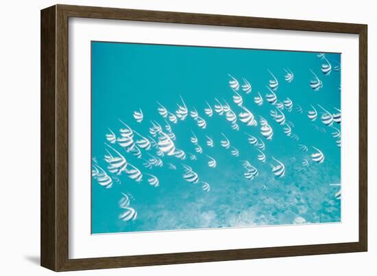 School of Fish, Undersea View-null-Framed Photographic Print