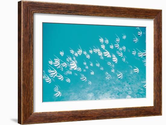 School of Fish, Undersea View-null-Framed Photographic Print