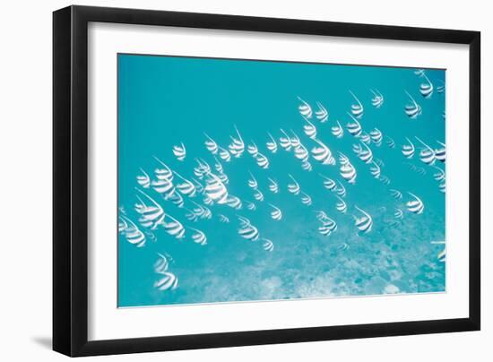 School of Fish, Undersea View-null-Framed Photographic Print