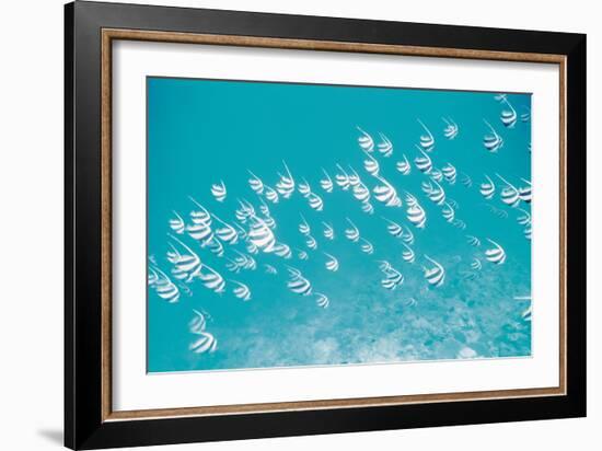 School of Fish, Undersea View-null-Framed Photographic Print