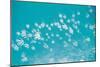 School of Fish, Undersea View-null-Mounted Photographic Print