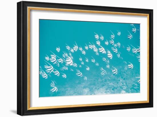 School of Fish, Undersea View-null-Framed Photographic Print