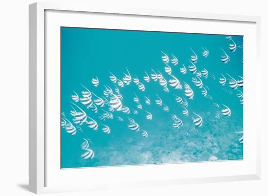 School of Fish, Undersea View-null-Framed Photographic Print