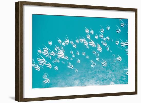 School of Fish, Undersea View-null-Framed Photographic Print