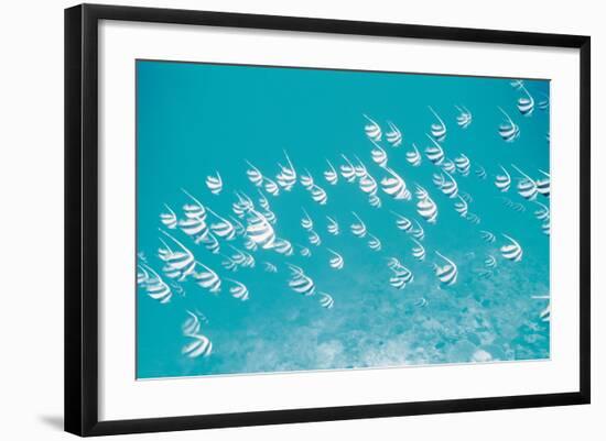 School of Fish, Undersea View-null-Framed Photographic Print